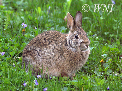 Eastern Cottontail (Sylvilagus floridanus)